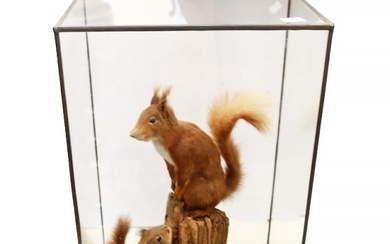 Taxidermy interest - Two early 20th Century red squirrels on...