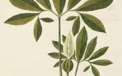 Three botanical engravings of