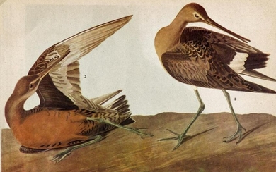 c1946 Audubon Print, #258 Hudsonian Godwit