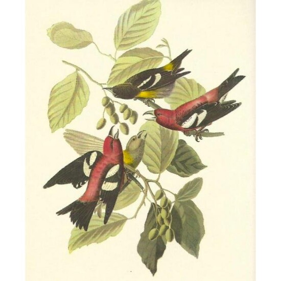 c1950 Audubon Print, White-Winged Crossbill
