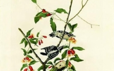 Audubon Aquatint Engraving, Downy Woodpecker, Plate 112