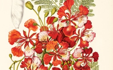 Hoola van Nooten | Fleurs, fruits et feuillages choisies... de l'Ile de Java, [c.1866]