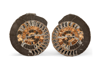 Large Pair of Russian Ammonite Halves
