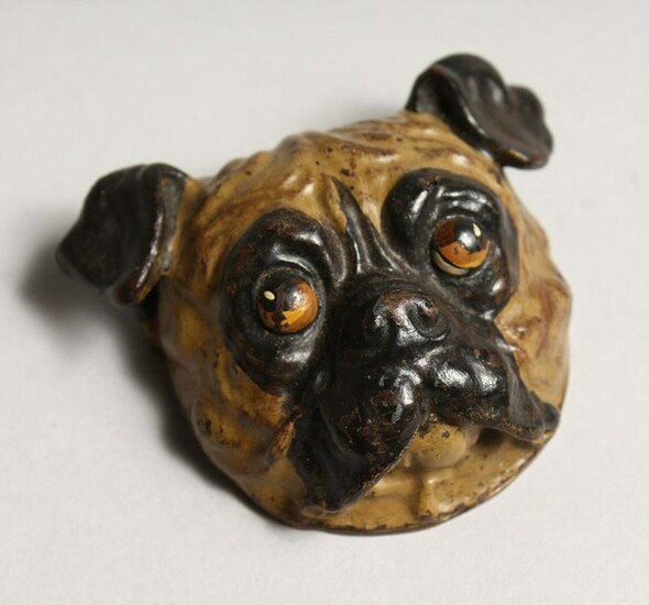 A COLD PAINTED BRONZE PUG DOG HOLDER 2.5ins