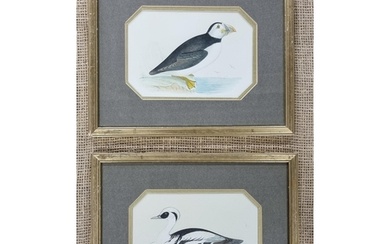 A good pair of 19th Century Watercolours of Birds, one being...