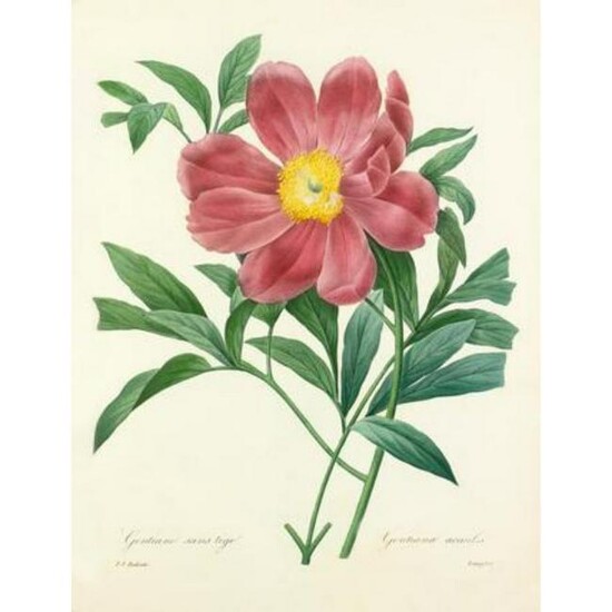 After Pierre-Jospeh Redoute, Floral Print, #105 Pivoine