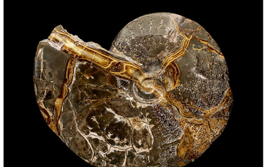 Ammonite Fossil Placenticeras meeki Late Cretaceous Near Hell Creek...