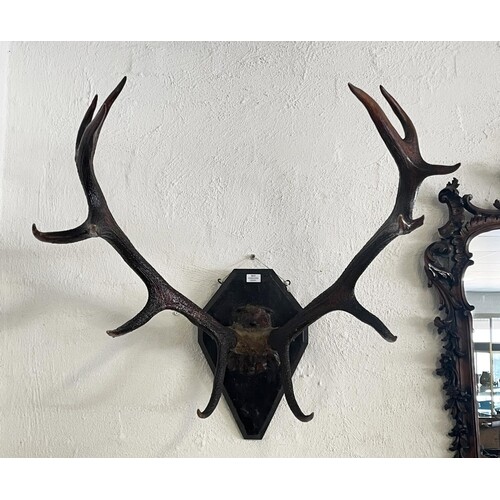 Antique French mounted antlers, 14 point, mounted on a shiel...