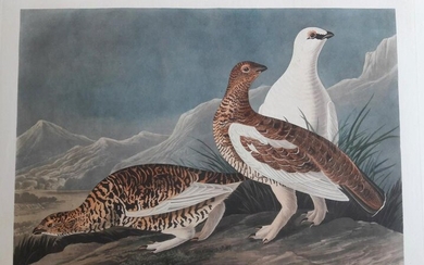 Audubon, Rock Grous, Plate 368