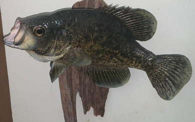 Black Crappie Fish mount with driftwood base