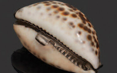 Box featuring a shell, silver mount.