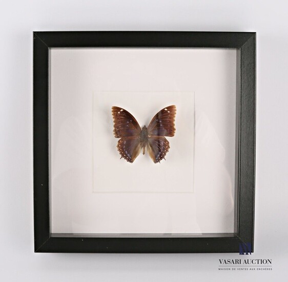Cadre vitré contenant un papillon (Lepidoptera... - Lot 17 - Vasari Auction