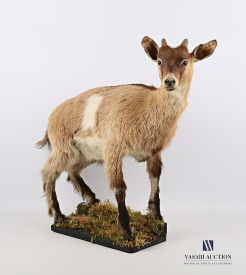 Chèvre naine (Capra Hircus, non réglementé)... - Lot 317 - Vasari Auction