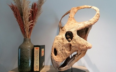 Dinosaur - skull replica - Protoceratops Andrewsi - 63×50×35 cm