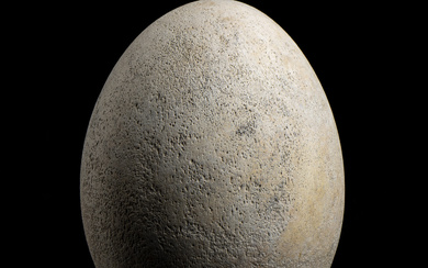 ., Egg of Aepyornis Maximus.