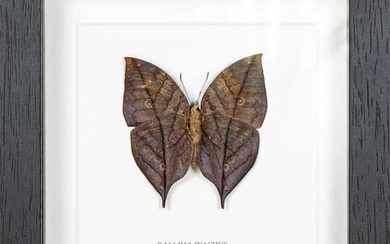 Framed Intricate Dead Leaf Butterfly