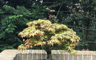 Japanese maple bonsai (Acer palmatum) - Height (Tree): 47 cm - Depth (Tree): 40 cm - Japan