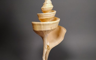 Large False Trumpet Sea shell - Syrinx aruanus