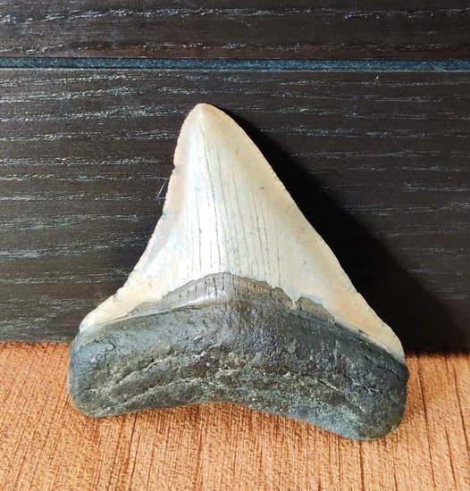 Megalodon - Tooth - 75×67×15 mm
