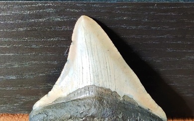 Megalodon - Tooth - 75×67×15 mm