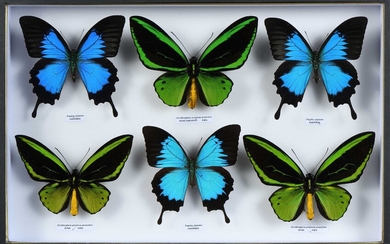 Ornithoptera priamus poseidon 3 mâles, Papilio ulysses 3 mâles Cites annexe II B