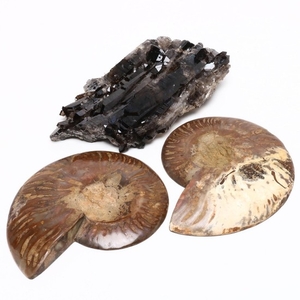Polished Ammonite and Black Quartz Specimens