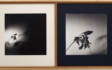 Robert Mapplethorpe, Double Tiger Lily