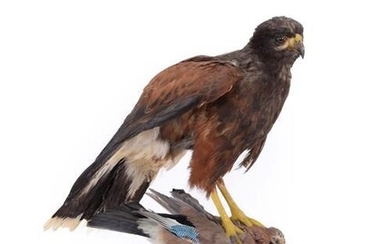 Taxidermy: Harris's Hawk (Parabuteo unicinctus), circa early 21st century, captive...