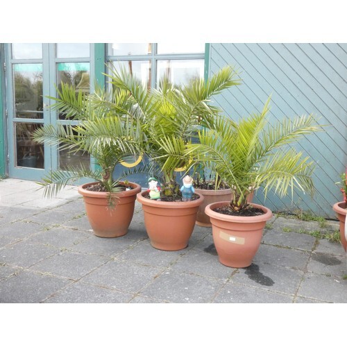 Three Areca palm plants complete with pots (3)