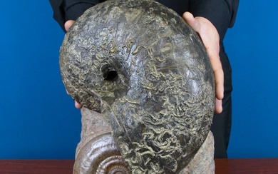 Very decorative - Nautilus and Hildoceras Association - 420×275×160 mm