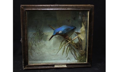 Very unusual 1930s replica bird Diorama - with Kingfisher - glazed at front - - - 33×11×35 cm