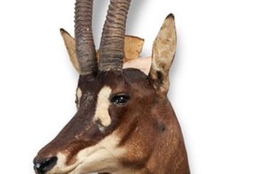 Y A PRESERVED SABLE ANTELOPE