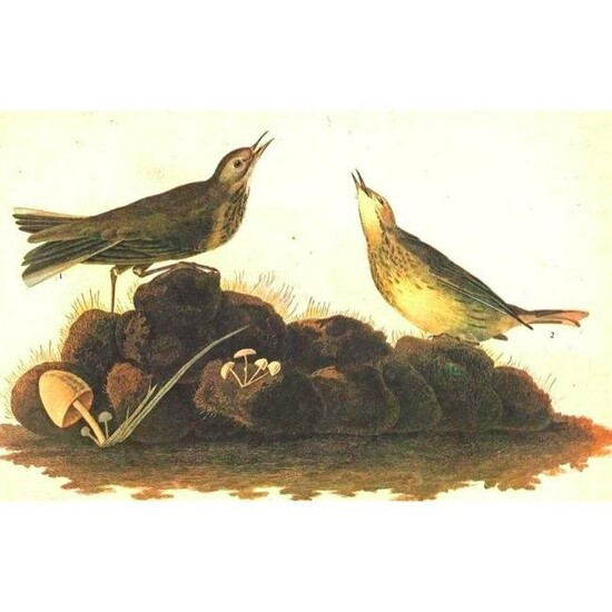 c1946 Audubon Print, #10 American Pipit
