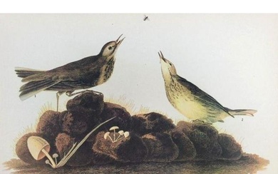c1946 Audubon Print, #10 American Pipit