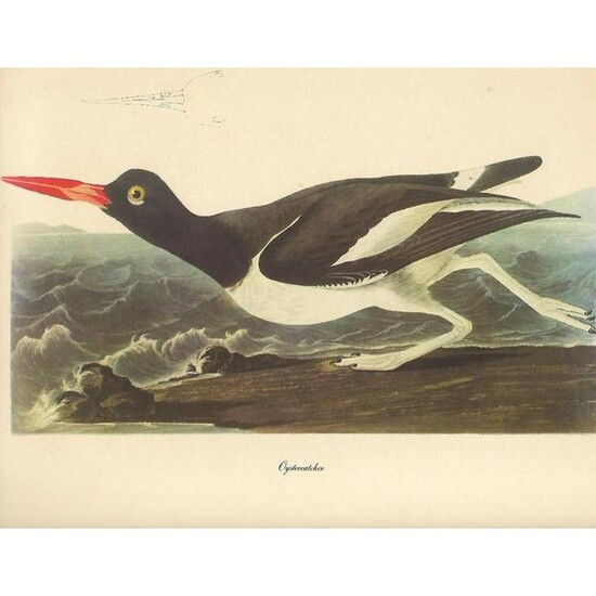 c1950 Audubon Print, Oystercatcher