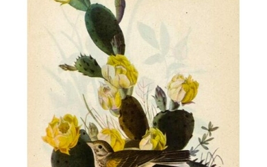 c1950 Audubon Print, Vesper Sparrow