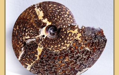 rare and beautiful - ammonite with great details - Exclusive exhibit - free of matrix on both sides - Placenticeras meeki - 26×21.5×6.7 cm