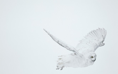 Andrew Zuckerman, Snowy Owl 32
