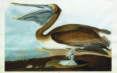 Audubon Aquatint Engraving, Brown Pelican, Plate 421