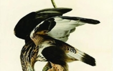 Audubon Aquatint Engraving, Rough Legged Falcon, Plate
