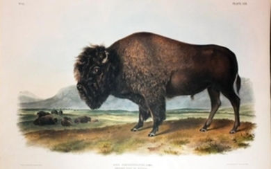 Audubon Lithograph, American Bison (Male)