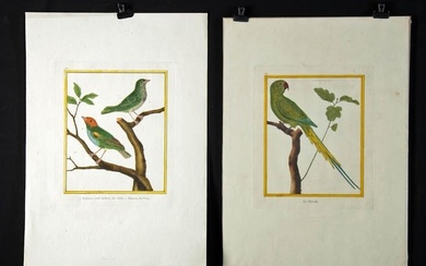 18th C. Francois N Martinet Colored Engraving of Birds