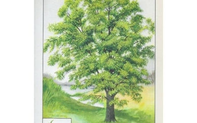 1920's Pecan Tree Color Lithograph Print