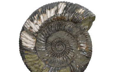 Pyritized and Irridescent Ammonite
