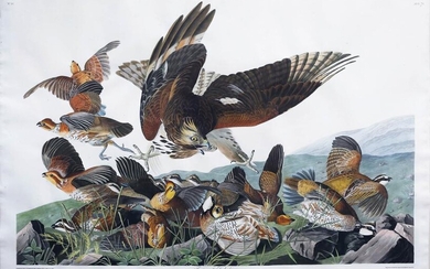Audubon Aquatint Virginian Partridge