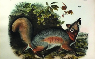 Audubon Quad Lithograph, Grey Fox