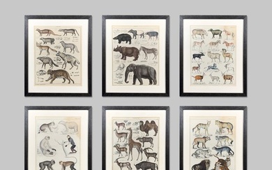 A COLLECTION OF SIX 19TH CENTURY NATURAL HISTORY ANIMAL COLO...