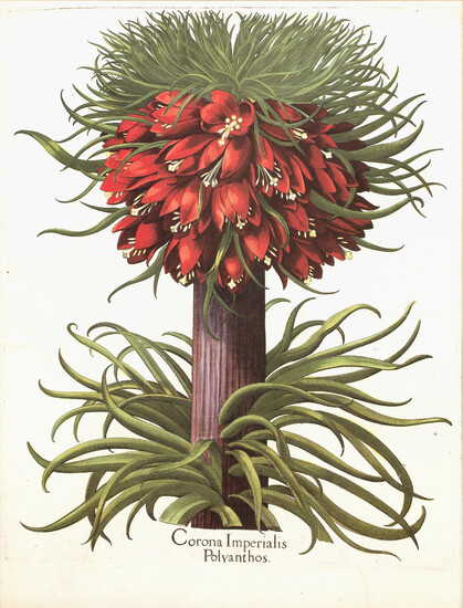 A pair of decorative botanical prints