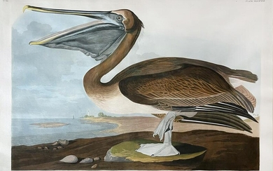 Audubon, Brown Pelican, Plate 421