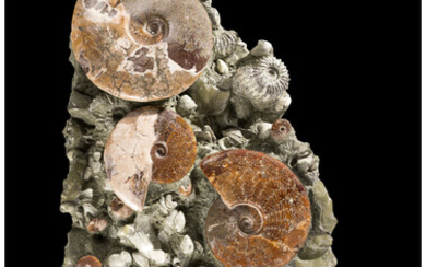 Ammonite Fossil Cluster Cleoniceras sp. Cretaceous Madagascar A veritable...